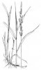 CHRASTICE RÁKOSOVITÁ (Phalaris arundinacea L.) #7 - Kapesní atlas trav