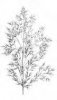 CHUNDELKA METLICE (Apera spica-venti (L.)P.B) #3 - Kapesní atlas trav