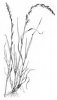 JÍLEK VYTRVALÝ (Lolium perenne L.) #3 - Kapesní atlas trav