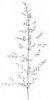 LIPNICE BAHENNÍ (Poa palustris L.) #4 - Kapesní atlas trav