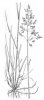 LIPNICE LUČNÍ (Poa pratensis L.) #4 - Kapesní atlas trav