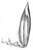 LIPNICE OBECNÁ (Poa trivialis L.) #4 - Kapesní atlas trav