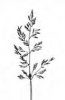LIPNICE SMÁČKNUTÁ (Poa compressa L.) #3 - Kapesní atlas trav