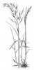 OVSÍŘ PÝŘITÝ (Avenula pubescens (Huds.) Dum.) #4 - Kapesní atlas trav