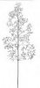 PSINEČEK OBECNÝ (Agrostis capillaris L.) #3 - Kapesní atlas trav