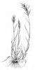 SVEŘEP MĚKKÝ (Bromus hordeaceus L.) #4 - Kapesní atlas trav
