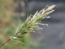 TOMKA VONNÁ (Anthoxanthum odoratum L.) #1 - Kapesní atlas trav