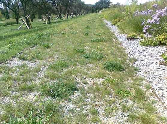 Štěrkové trávníky – alternativa k asfaltu a betonu