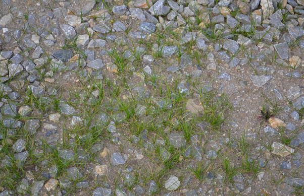 Štěrkové trávníky – alternativa k asfaltu a betonu