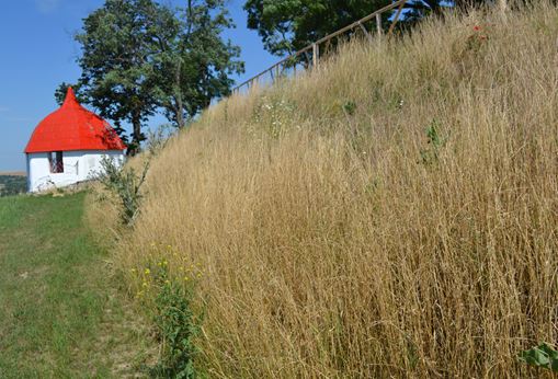 Založení květnatých luk na svazích s využitím Panonie a jílku jednoletého