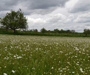 TRAVINOBYLINNÉ SMĚSI kategorie