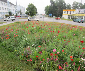 445-vytrvale-smesi-s-podilem-letnicek-krasoh | Vytrvalé směsi s podílem letniček - kategorie