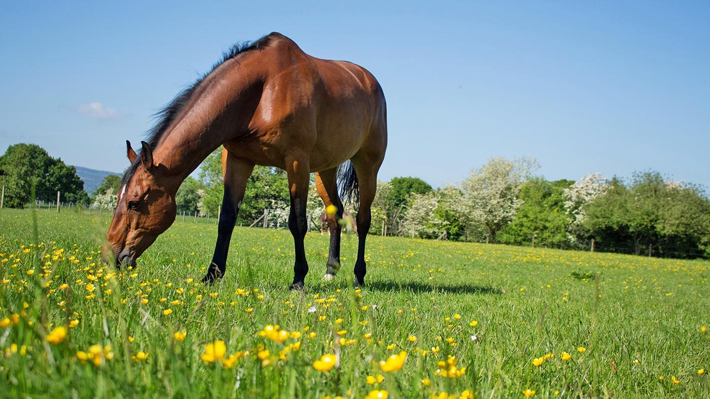 P-KONĚ Pastevní travní směs pro koně bez jetelovin