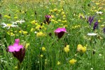 SLUNOVRAT - Květnatá louka do sucha pro náročné #10 - Směsi pro květnaté louky