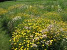 SLUNOVRAT - Květnatá louka do sucha pro náročné #1 - Směsi pro květnaté louky