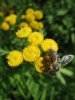 VILÍK - Včelí pastva medonosná #6 - Směsi pro opylovače