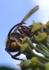 VILÍK - Včelí pastva medonosná #4 - Směsi pro opylovače