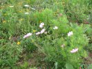 KRASOHLED - Květnatá louka s letničkami #3 - Vytrvalé směsi s podílem letniček