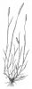 BOJÍNEK HLÍZNATÝ (Phleum bertolonii DC.) #4 - Kapesní atlas trav