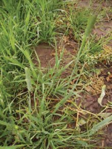 BOJÍNEK LUČNÍ (Phleum pratense L.) - Kapesní atlas trav
