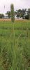 BOJÍNEK LUČNÍ (Phleum pratense L.) #1 - Kapesní atlas trav