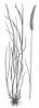 BOJÍNEK LUČNÍ (Phleum pratense L.) #2 - Kapesní atlas trav