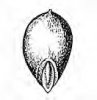 BOJÍNEK LUČNÍ (Phleum pratense L.) #5 - Kapesní atlas trav