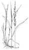CHRASTICE RÁKOSOVITÁ (Phalaris arundinacea L.) #7 - Kapesní atlas trav