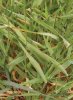 CHRASTICE RÁKOSOVITÁ (Phalaris arundinacea L.) #1 - Kapesní atlas trav