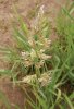 CHRASTICE RÁKOSOVITÁ (Phalaris arundinacea L.) #2 - Kapesní atlas trav