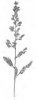 CHRASTICE RÁKOSOVITÁ (Phalaris arundinacea L.) #3 - Kapesní atlas trav