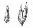 CHRASTICE RÁKOSOVITÁ (Phalaris arundinacea L.) #5 - Kapesní atlas trav