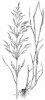 CHUNDELKA METLICE (Apera spica-venti (L.)P.B) #4 - Kapesní atlas trav