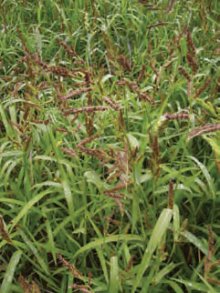 JEŽATKA KUŘÍ NOHA (Echinochloa crus-galli (L.)P.B) - Kapesní atlas trav