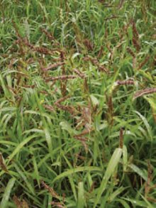 JEŽATKA KUŘÍ NOHA (Echinochloa crus-galli (L.)P.B) - Kapesní atlas trav