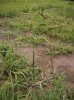 JEŽATKA KUŘÍ NOHA (Echinochloa crus-galli (L.)P.B) #1 - Kapesní atlas trav