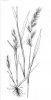 JEŽATKA KUŘÍ NOHA (Echinochloa crus-galli (L.)P.B) #2 - Kapesní atlas trav