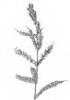 JEŽATKA KUŘÍ NOHA (Echinochloa crus-galli (L.)P.B) #3 - Kapesní atlas trav