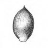 JEŽATKA KUŘÍ NOHA (Echinochloa crus-galli (L.)P.B) #4 - Kapesní atlas trav