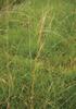 KOSTŘAVA ČERVENÁ (Festuca rubra L.) #1 - Kapesní atlas trav