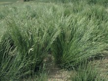 KOSTŘAVA ČERVENÁ (Festuca rubra L.) - Kapesní atlas trav