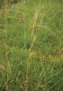 KOSTŘAVA ČERVENÁ (Festuca rubra L.) #1 - Kapesní atlas trav