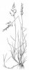 KOSTŘAVA ČERVENÁ (Festuca rubra L.) #2 - Kapesní atlas trav