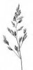 KOSTŘAVA ČERVENÁ (Festuca rubra L.) #3 - Kapesní atlas trav