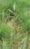 KOSTŘAVA LUČNÍ (Festuca pratensis Huds.) #1 - Kapesní atlas trav