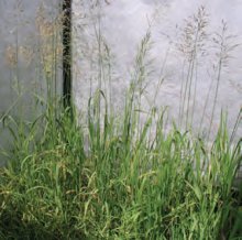 KOSTŘAVA LUČNÍ (Festuca pratensis Huds.) - Kapesní atlas trav