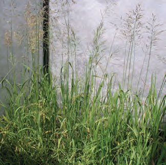 KOSTŘAVA LUČNÍ (Festuca pratensis Huds.) - Kapesní atlas trav