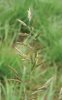 KOSTŘAVA LUČNÍ (Festuca pratensis Huds.) #1 - Kapesní atlas trav