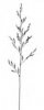 KOSTŘAVA LUČNÍ (Festuca pratensis Huds.) #2 - Kapesní atlas trav