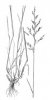 KOSTŘAVA LUČNÍ (Festuca pratensis Huds.) #3 - Kapesní atlas trav